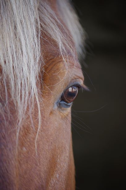 Com animale 1